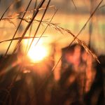 silhouette close-up photo of wheat field
