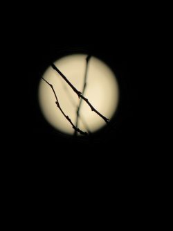 Bare tree branches silhouetted against a full moon
